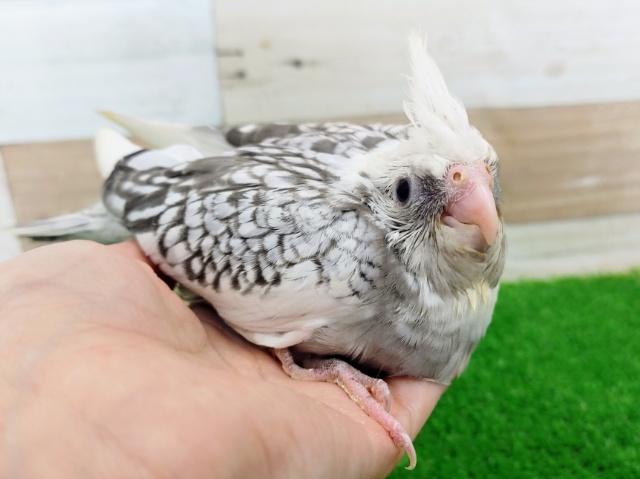 安定の人気ぶり❤オカメインコ(ホワイトフェイスパールパイド)のヒナ入荷しました❤