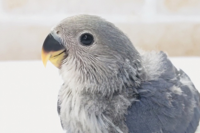ほれぼれカラーさん～💙　コザクラインコ(ブルーチェリー)