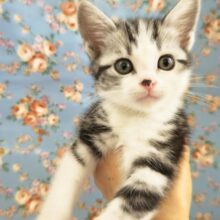 スコティッシュフォールド(シルバータビー&ホワイト)男の子♫スリスリが止まらな〜い甘えんぼ〜❤