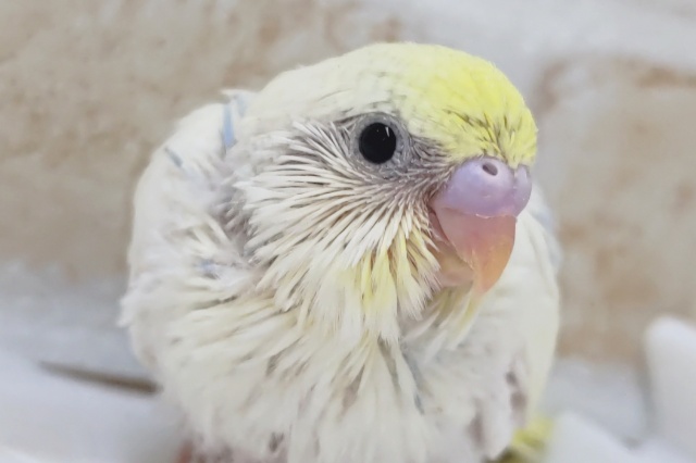 一味違うレインボ～💛　セキセイインコ(パステルレインボーパイド)