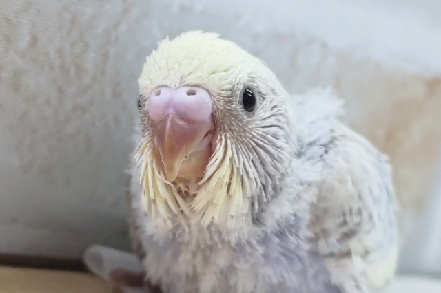 たまらんカラー✨　セキセイインコ(ブルースパングルパイド)