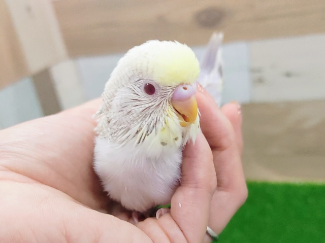 激レアカラー❤セキセイインコのヒナ(ファロー)入荷しました❤