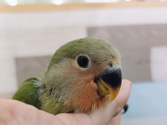 コザクラインコのヒナ(ノーマル)入荷しました❤