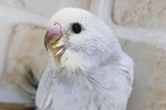 この美しさ、たまらない~✨ セキセイインコ(ブルースパングル) この美しさ、たまらない~✨ セキセイインコ(ブルースパングル)