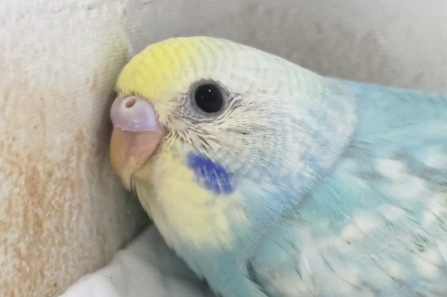 メロメロカラーさん～🌈　セキセイインコ(パステルレインボー)