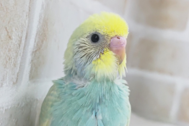 グリーン系のレインボー🍀　セキセイインコ(パステルレインボー)