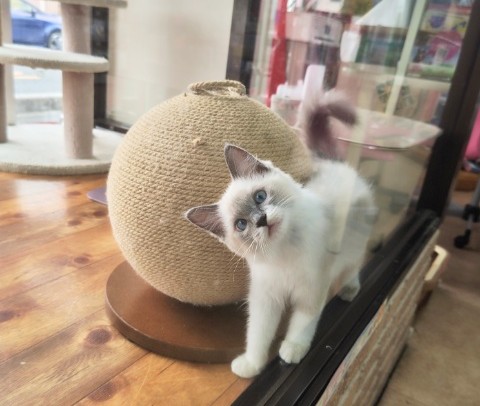 最新画像！ラグドール(ブルーポイント)女の子♪青いおめめの美人さん！