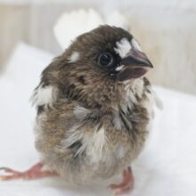 最新画像あり！　かわいい鳴き声～🎵　十姉妹🐣