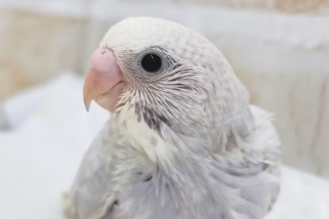 注目カラーさん～🎉 セキセイインコ(ライラック)
