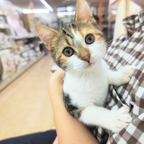 最新画像！ジェネッタ(ブラウンパッチドタビー&ホワイト)女の子♪クネクネしちゃうよ！