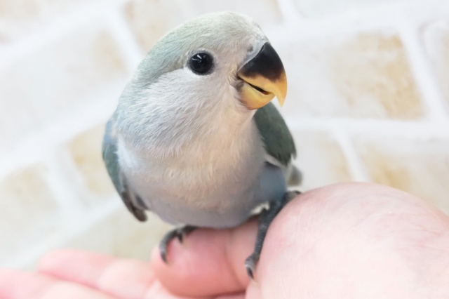 最新画像あり！ キレイなブルー💙🍒　コザクラインコ(ブルーチェリー)