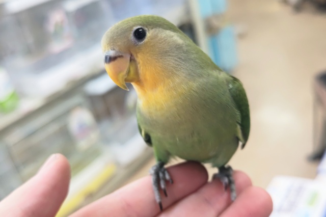 最新画像あり！ キュートなお顔～🧡　コザクラインコ(オレンジフェイス)