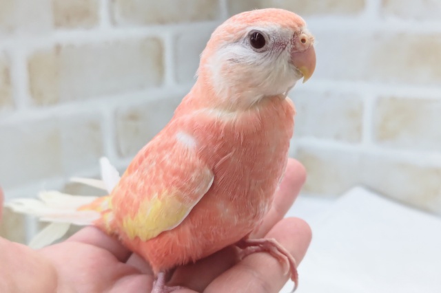 最新画像あり！ 人気のピンクさん　アキクサインコ