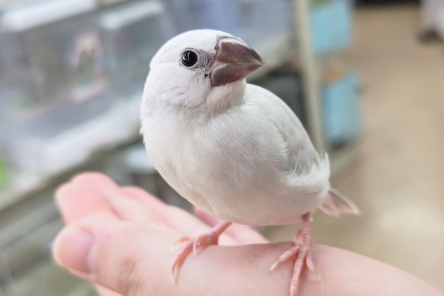 最新画像あり！ 劇的に綺麗になります！シルバー文鳥