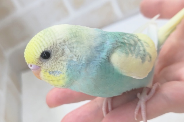 最新画像あり！ 鮮やか元気っ子～🐣　セキセイインコ(パステルレインボーパイド)