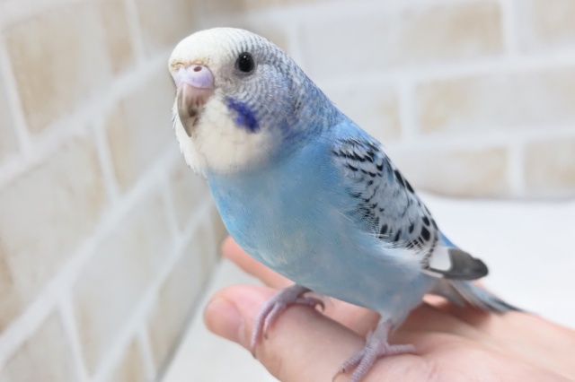 最新画像あり！ キレイなブルーが魅力的～🩵　セキセイインコ(オパーリン)