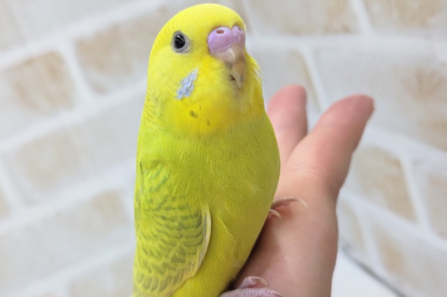 最新画像あり！ 鮮やか蛍光カラー🍀 セキセイインコ(スパングル)