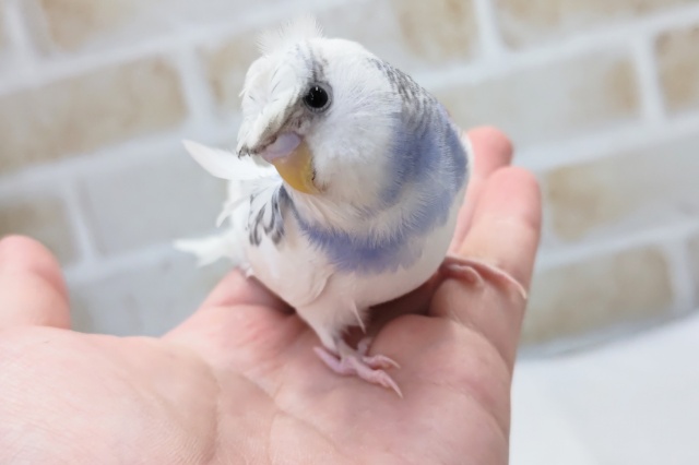 最新画像あり！ ちょっと変わって個性的～🎵　セキセイインコ(パイド)