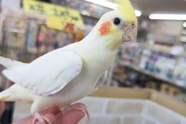最新画像あり！ 優しい色合い魅力的～🤍　オカメインコ(ルチノー)