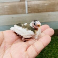 あと一羽☆ミニミニ可愛らしいヒナさんズ！十姉妹のノーマル！