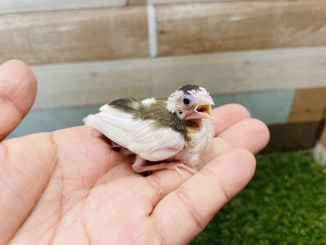 あと一羽☆ミニミニ可愛らしいヒナさんズ！十姉妹のノーマル！