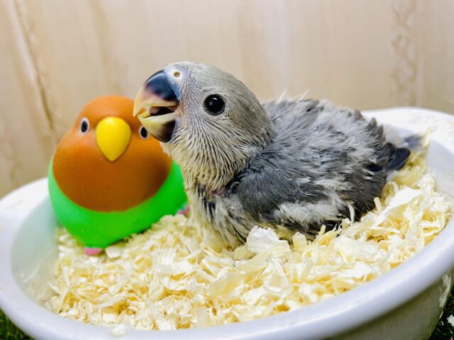 ふくらんだ好奇心‼️今日も君はファンタジーコザ⭐️ コザクラインコ　モーブ