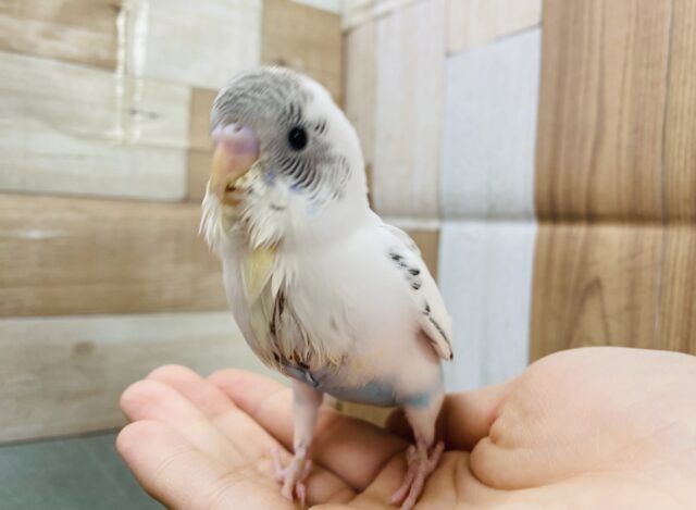 最新画像有り♪ごま塩カラーが可愛らしい！！セキセイインコのハルクイン！