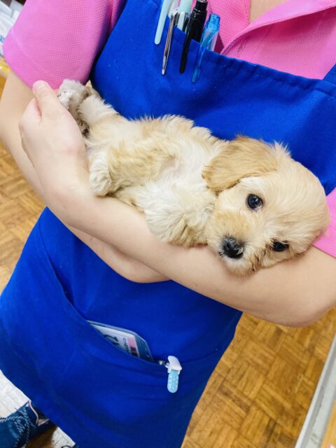 人気No.1🌟かわいいキャラメル色❤︎激かわマルプーちゃん女のコ♀