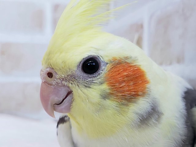 白多めの綺麗なパイドオカメインコ入荷です。