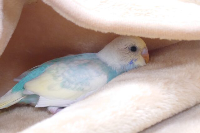 そんなに。。隠れなくても。。ねっ　セキセイインコ　パステルレインボーパイド〜〜