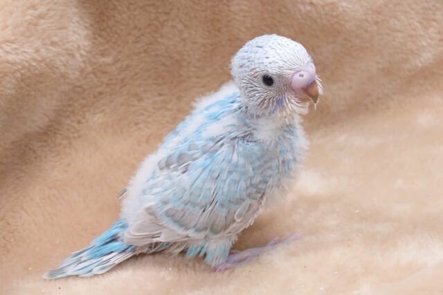 しっかりものに見えつつ、やはり。。。セキセイインコ　スパングル〜〜