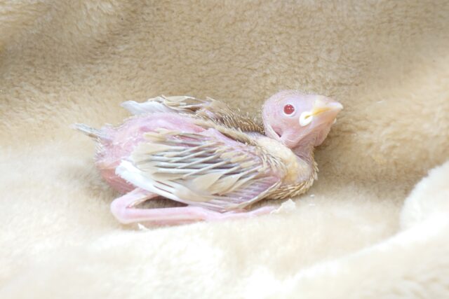 お肌丸見え。。それもまた、可愛いねっ♬♬♬　シナモン文鳥〜〜