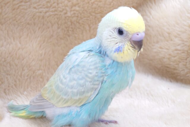 ポーっとちゃん　セキセイインコ　レインボー～～
