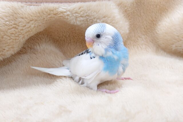 クスリ笑顔、口元が可愛らしいコ☆　セキセイインコ　パイド～～