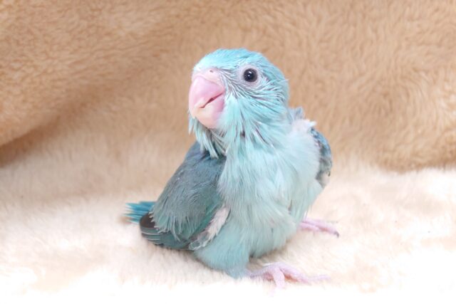 イヤなものは。イヤっ！！　主張はっきりめ？？　マメルリハインコ～～