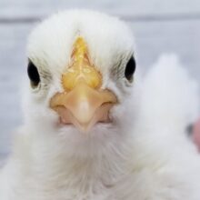 最新画像あり！癒しのカツラチャボ入荷です