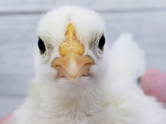 最新画像あり！癒しのカツラチャボ入荷です