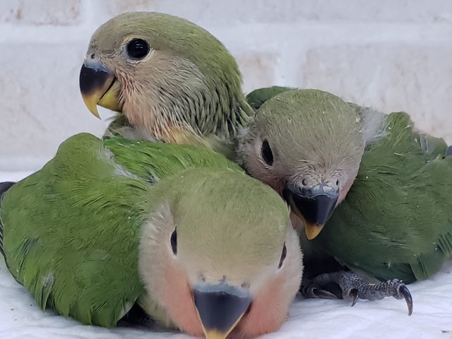 小桜インコノーマル3兄弟入荷～。