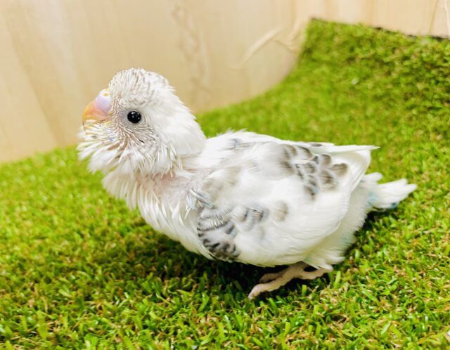 一目惚れで狙い撃ち❣️ セキセイインコ　ハルクイン