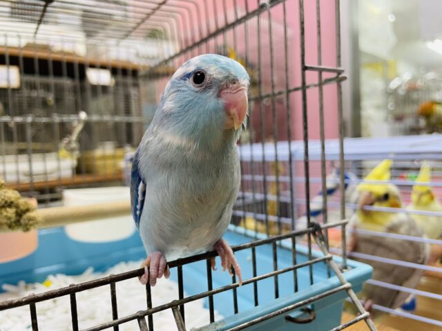 最新画像有り♪まん丸な目がキュートなコ！マメルリハインコのブルーパイド！