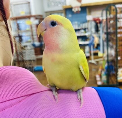 最新画像🌟かわいい前髪だよ❤︎手乗りコザクラインコ(タイガーチェリー)🌵☀️