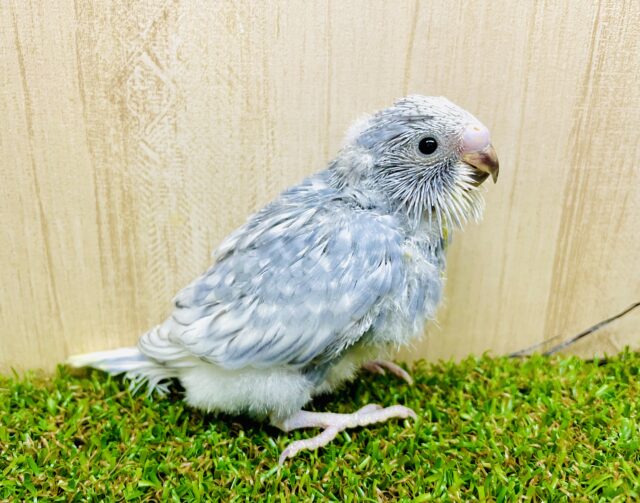 ちょびっと珍しい？落ち着きのあるグレーみな色合い🤍　セキセイインコ　スパングル