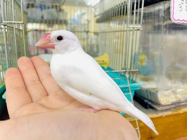あと1羽です～最新画像になりますよ⭐️笑顔にできたならハッピネス🌼　白文鳥