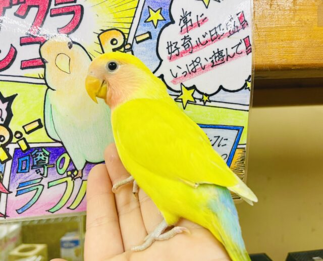 最新画像になりますよ⭐️きらびやか始まる合図！せーのっ！　コザクラインコ　ゴールデンチェリー