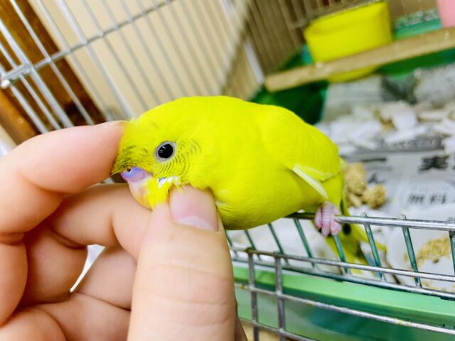 新松戸店⭐️セキセイ戦隊⭐️イエロー🟡最新画像になりますよ⭐️とびきりキュートにはしゃいじゃってもいいよね〜♪ セキセイインコ　ハルクイン