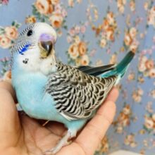 最高にプリティなノーマルセキセイちゃんがやって来た💙💫