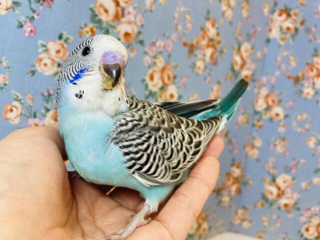 最高にプリティなノーマルセキセイちゃんがやって来た💙💫