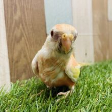 淡いピンクとイエローが素敵です⭐️アキクサインコ（ルビノー）