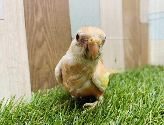 淡いピンクとイエローが素敵です⭐️アキクサインコ（ルビノー）