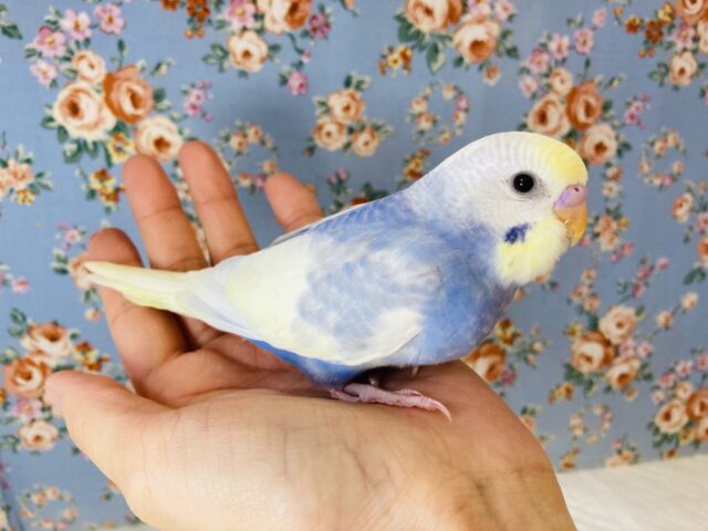 爽やかな色合いです🎐手乗りセキセイインコ(コバルト)💙